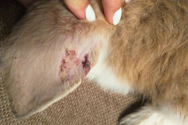 french lop doe with a torn ear