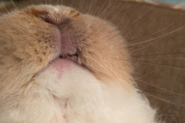 french lop doe with a bit lip