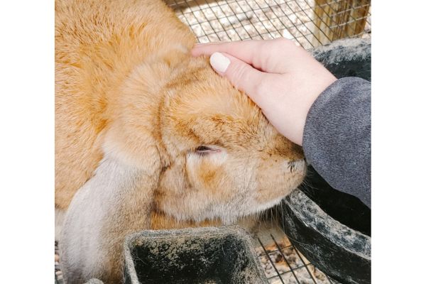 french lop doe wanting petted
