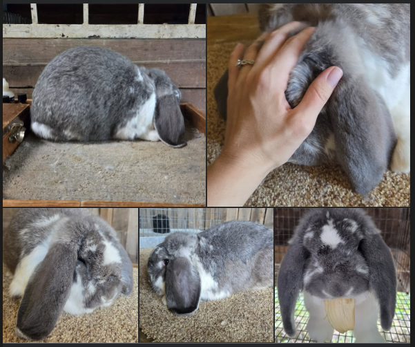 french lop buck for sale