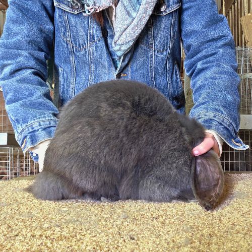 french lop blue steel doe