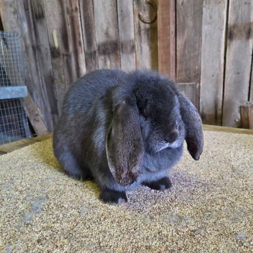 french lop blue steel doe