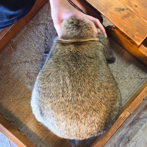 Solid chestnut french lop doe
