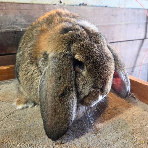Solid chestnut french lop doe