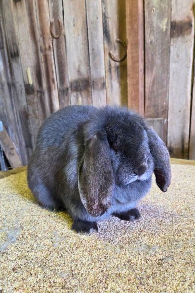 french lop doe sitting on the table