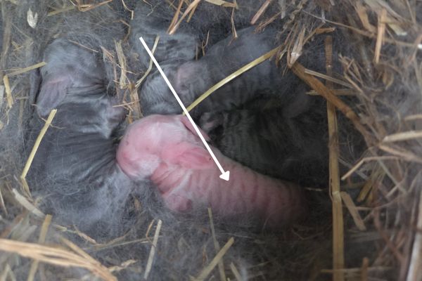 baby french lop rabbit litter showing the dehydration lines and what they look like