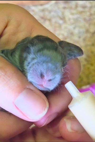 How to Hand Feed a Baby Rabbit: What I Do as a French Lop Breeder