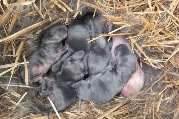 litter of french lop rabbits
