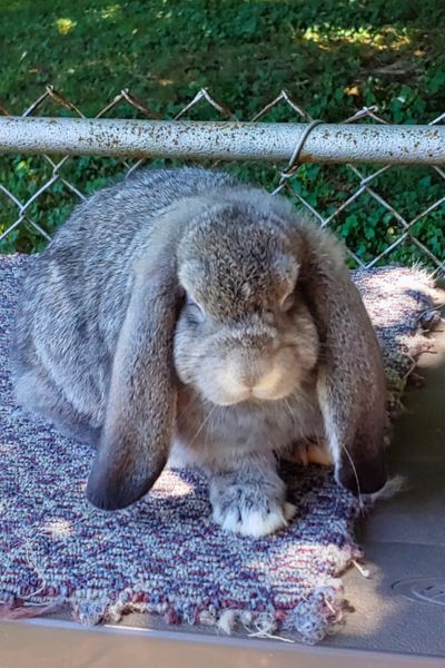 french lop rabbit sitting on a table