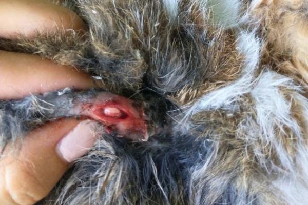 rabbit abscess 