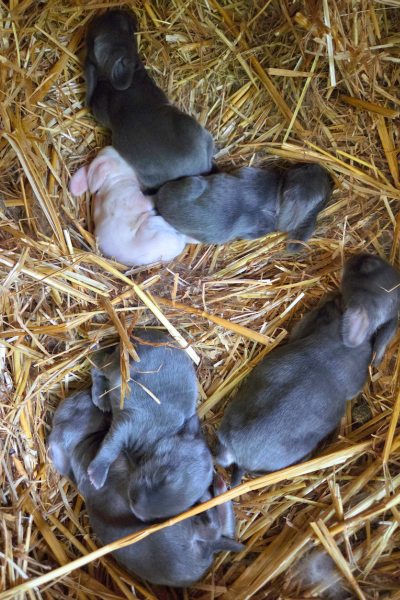 baby rabbits in the nest
