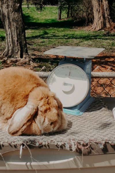 rabbit on a table