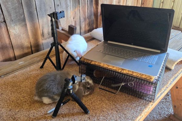rabbits sitting on a table buy a computer for rabbitry marketing day