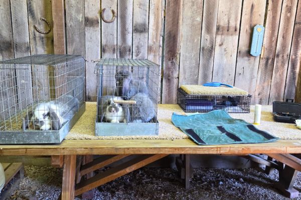 rabbits sitting in travel carriers on a table