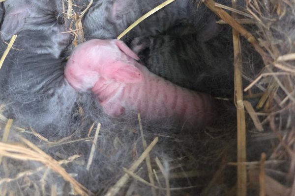 baby rabbit not getting fed