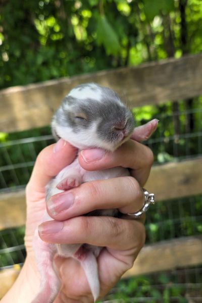 baby rabbit