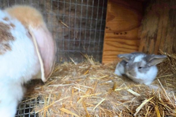 rabbit nest box flipped over on its side