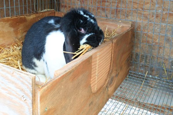 nest box with U shape cut out blocked off