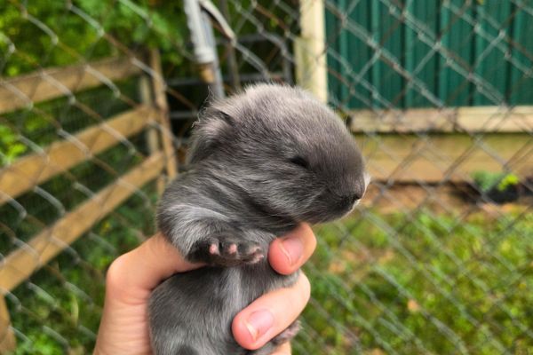 10 Day Old Baby French Lop Rabbit