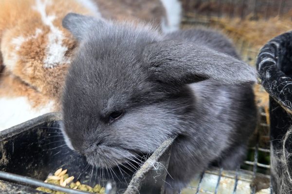 2.5 week old baby french lop