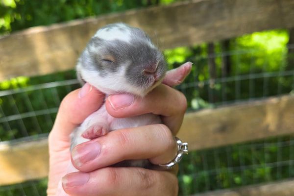5 day old baby rabbit