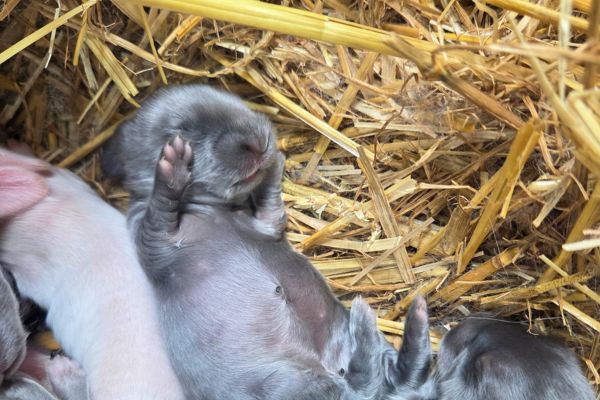5 day old baby rabbit