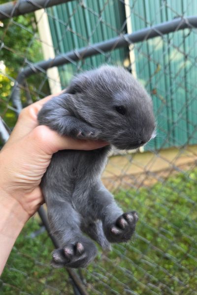 10 day old baby french lop rabbit