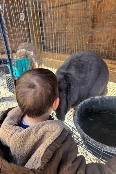 boy nose butting a french lop rabbit